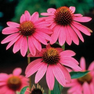 Magnus Coneflower Thumbnail